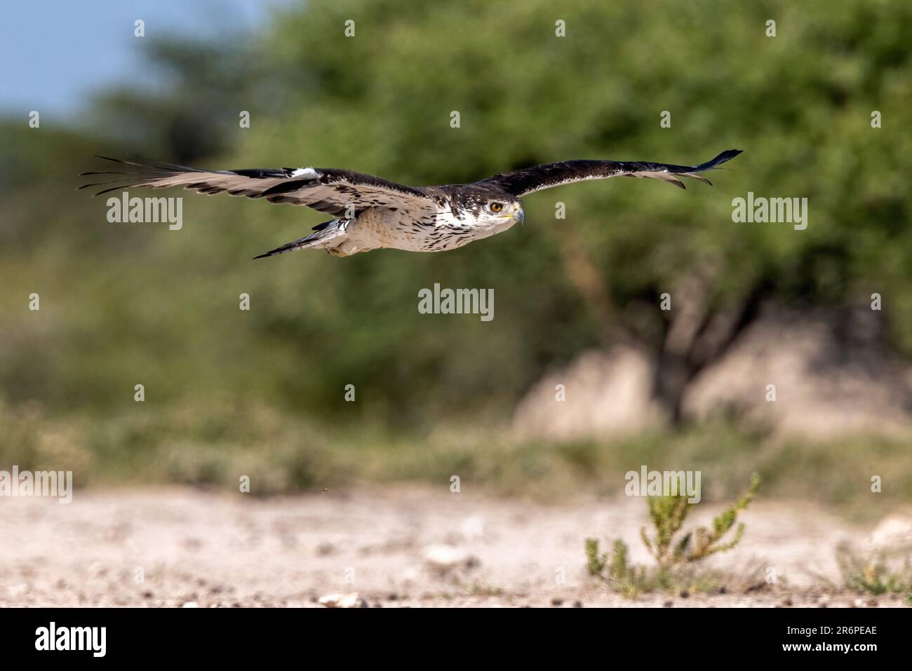 Falco-aquila africana (Aquila spilogaster) in volo presso la Onkolo Hide - Onguma Game Reserve, Namibia, Africa Foto Stock