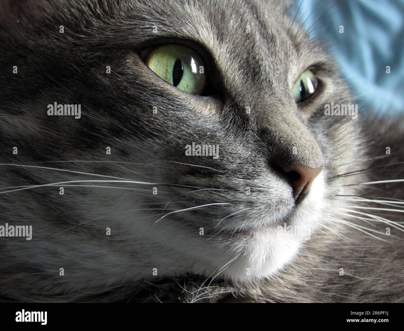Un gatto tabby grigio lampeggia. Foto Stock