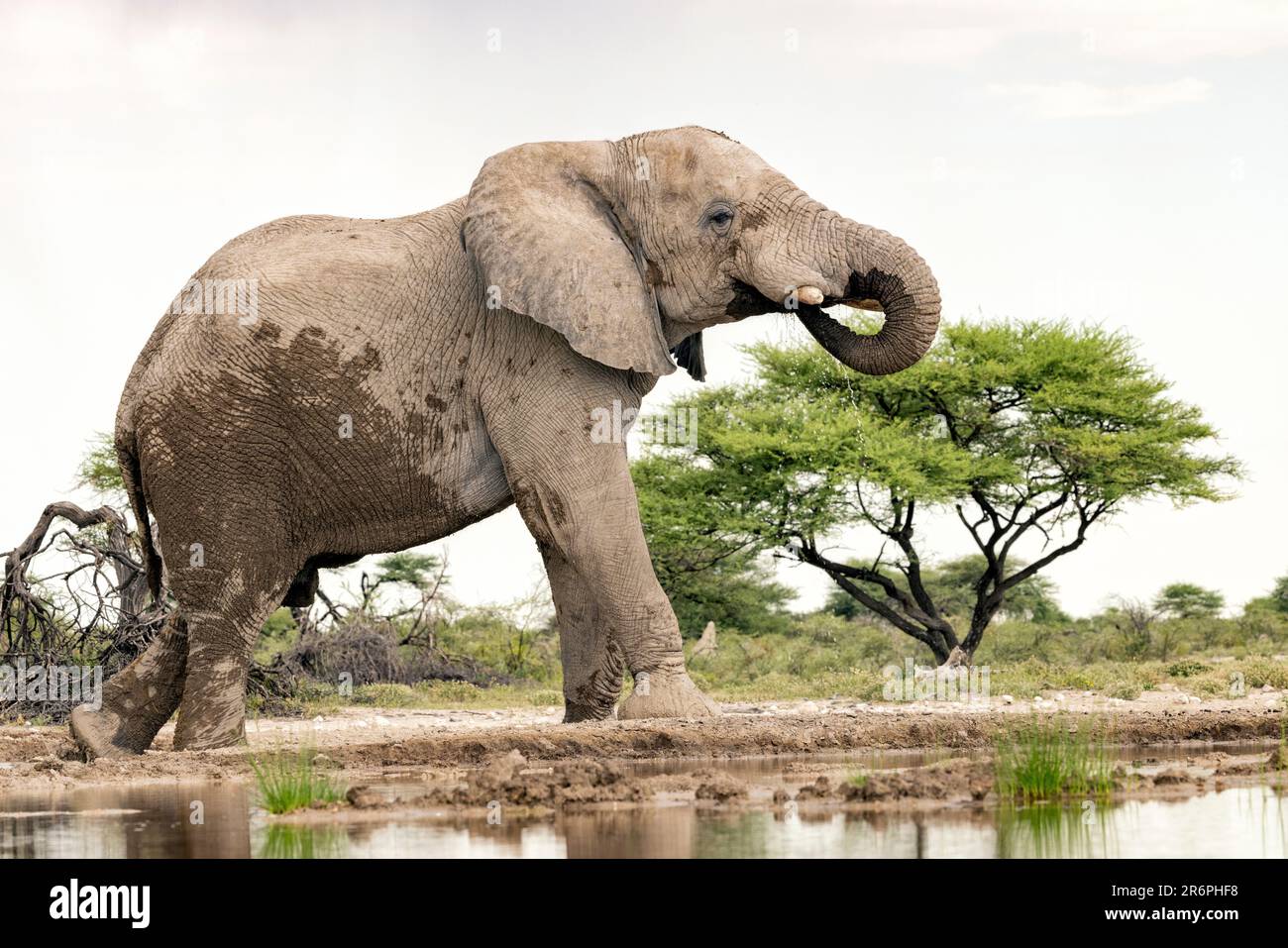 Elefante africano (Loxodonta africana) alla Onkolo Hide - Onguma Game Reserve, Namibia, Africa Foto Stock