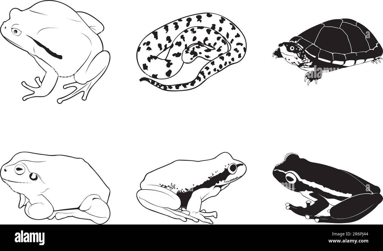 Rettili e anfibi vari, set di clipart vettoriali Illustrazione Vettoriale