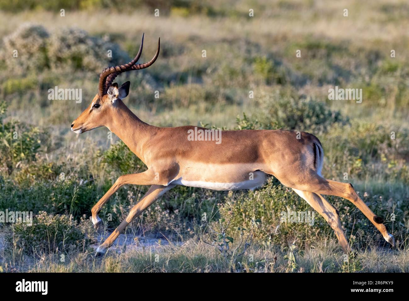 Impala (Aepyceros melampus) - Onguma Game Reserve, Namibia, Africa Foto Stock