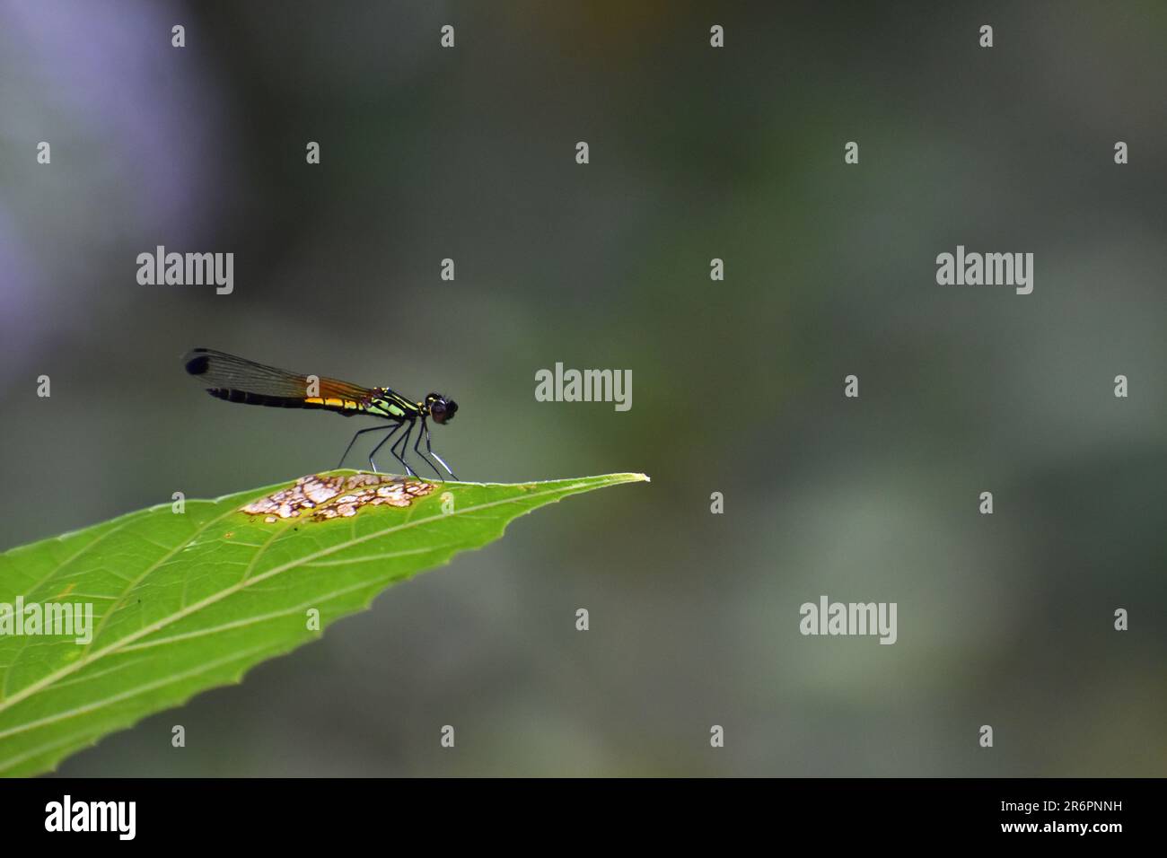 Gemma d'oro damselfly appollaiato sulle foglie verdi vicino al torrente d'acqua. Linea Libellago. Surakarta, Indonesia. Foto Stock