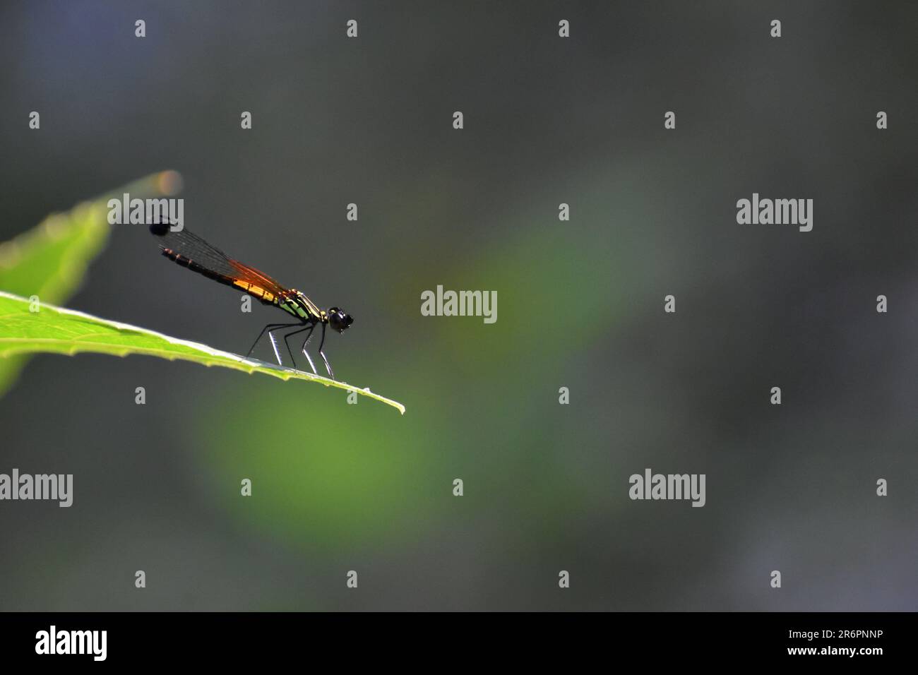 Gemma d'oro damselfly appollaiato sulle foglie verdi vicino al torrente d'acqua. Linea Libellago. Surakarta, Indonesia. Foto Stock