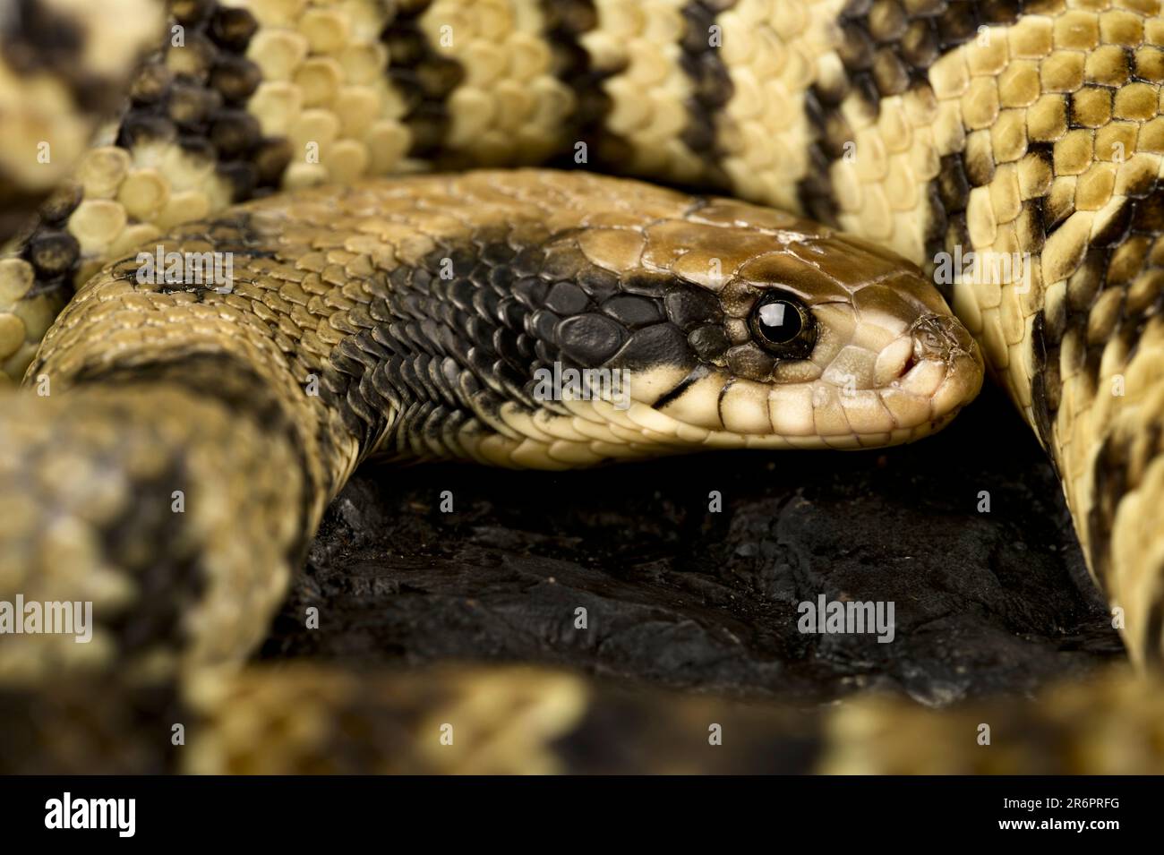 Falso cobra d'acqua (Hydridynastes gigas) Foto Stock