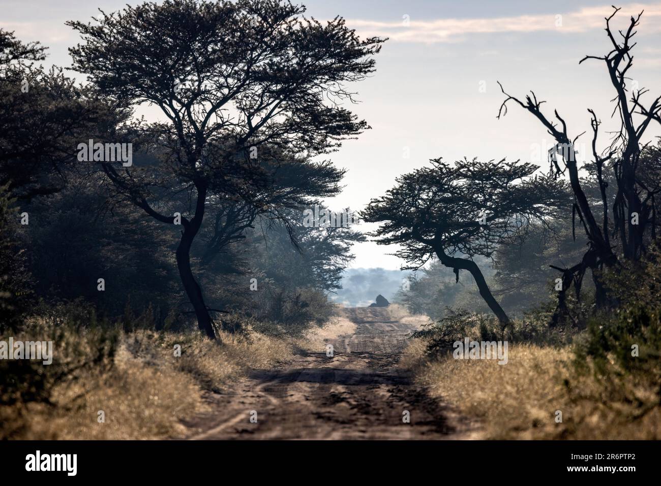 Strada sterrata nella riserva naturale di Onguma, Namibia, Africa Foto Stock