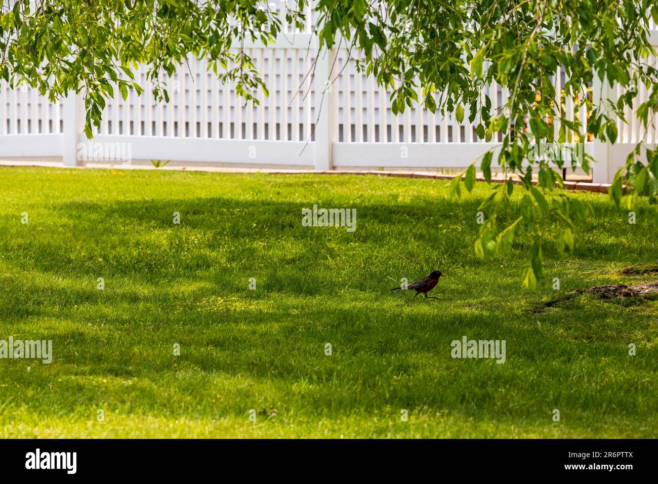 Robin americano (Turdus migratorius) che cammina sull'erba Foto Stock