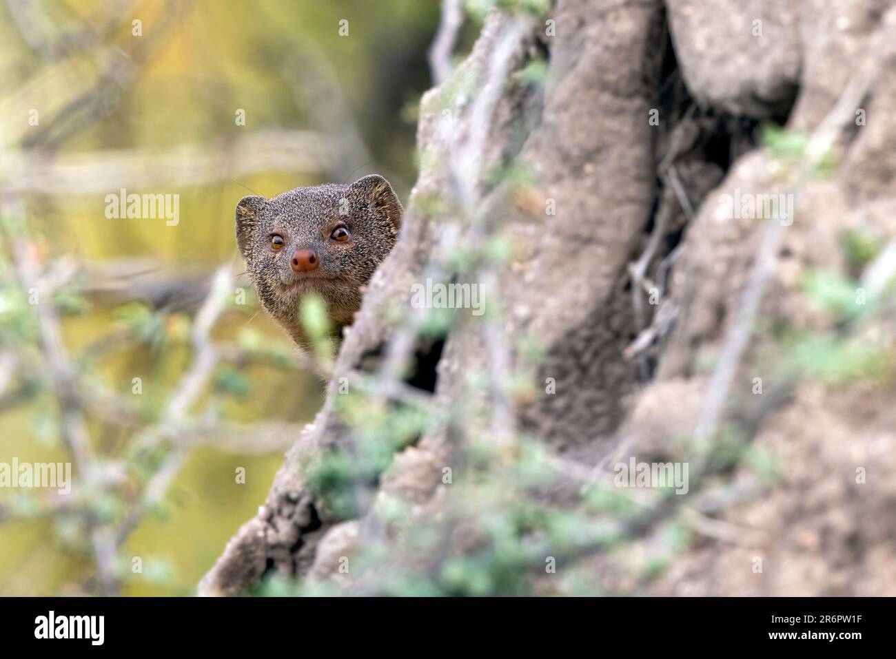 Sliender Mongoose (Herpestes sanguineus) che sbircia intorno a un tumulo di termiti - Onguma Game Reserve, Namibia, Africa Foto Stock