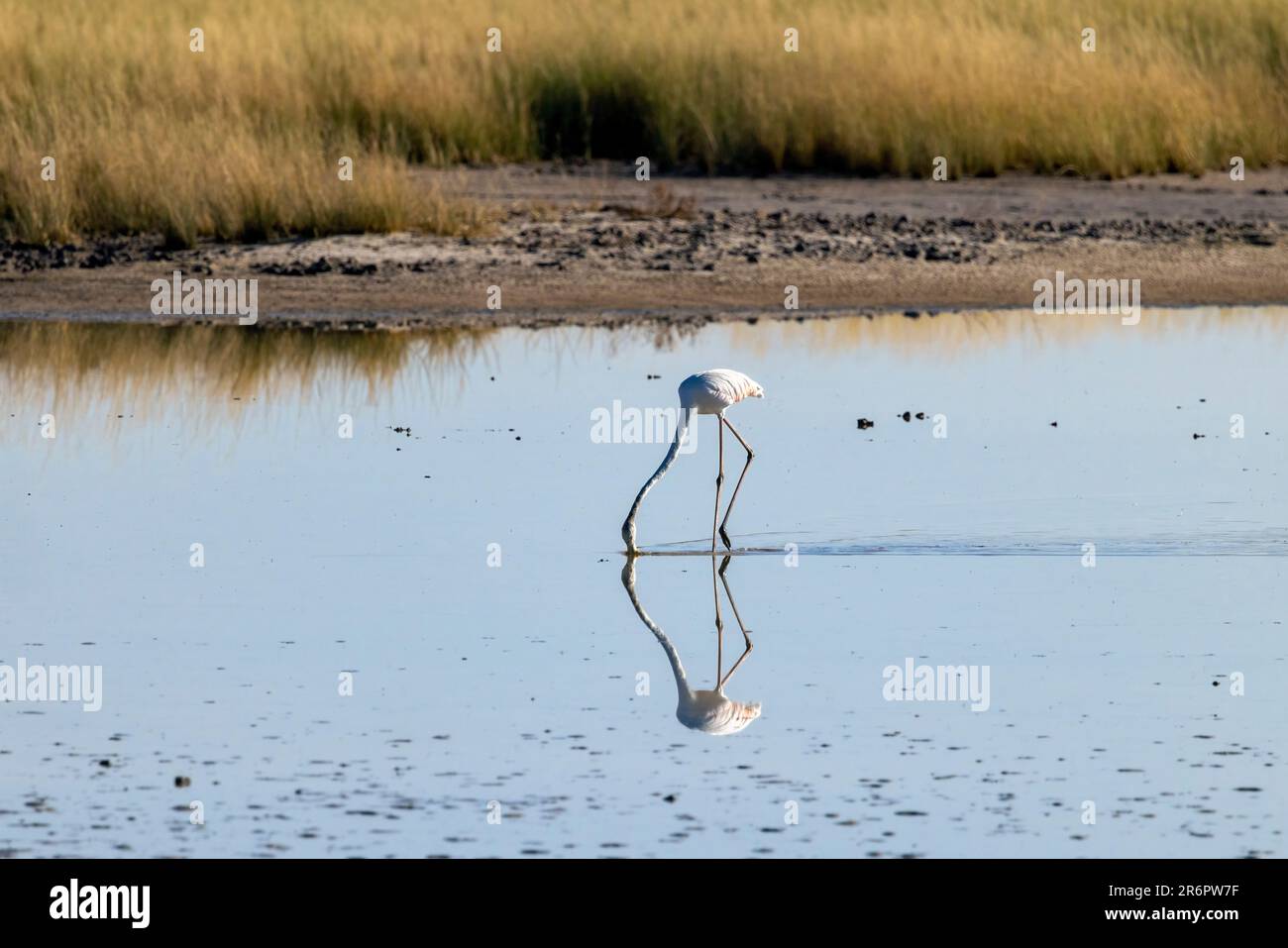 Lone Flamingo si nutra nella Fisher's Pan nel Parco Nazionale di Etosha, Namibia, Africa Foto Stock