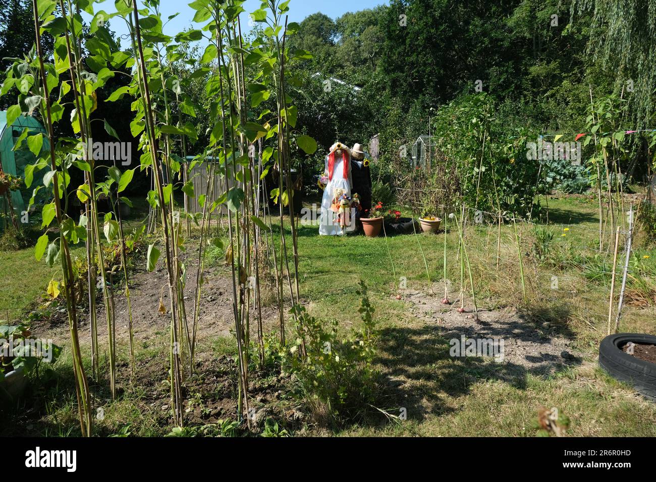 Due spaventapasseri in un'assegnazione che hanno un matrimonio e si vestono da sposa e sposo, sono presenti anche damigella d'onore e paigeboy Foto Stock