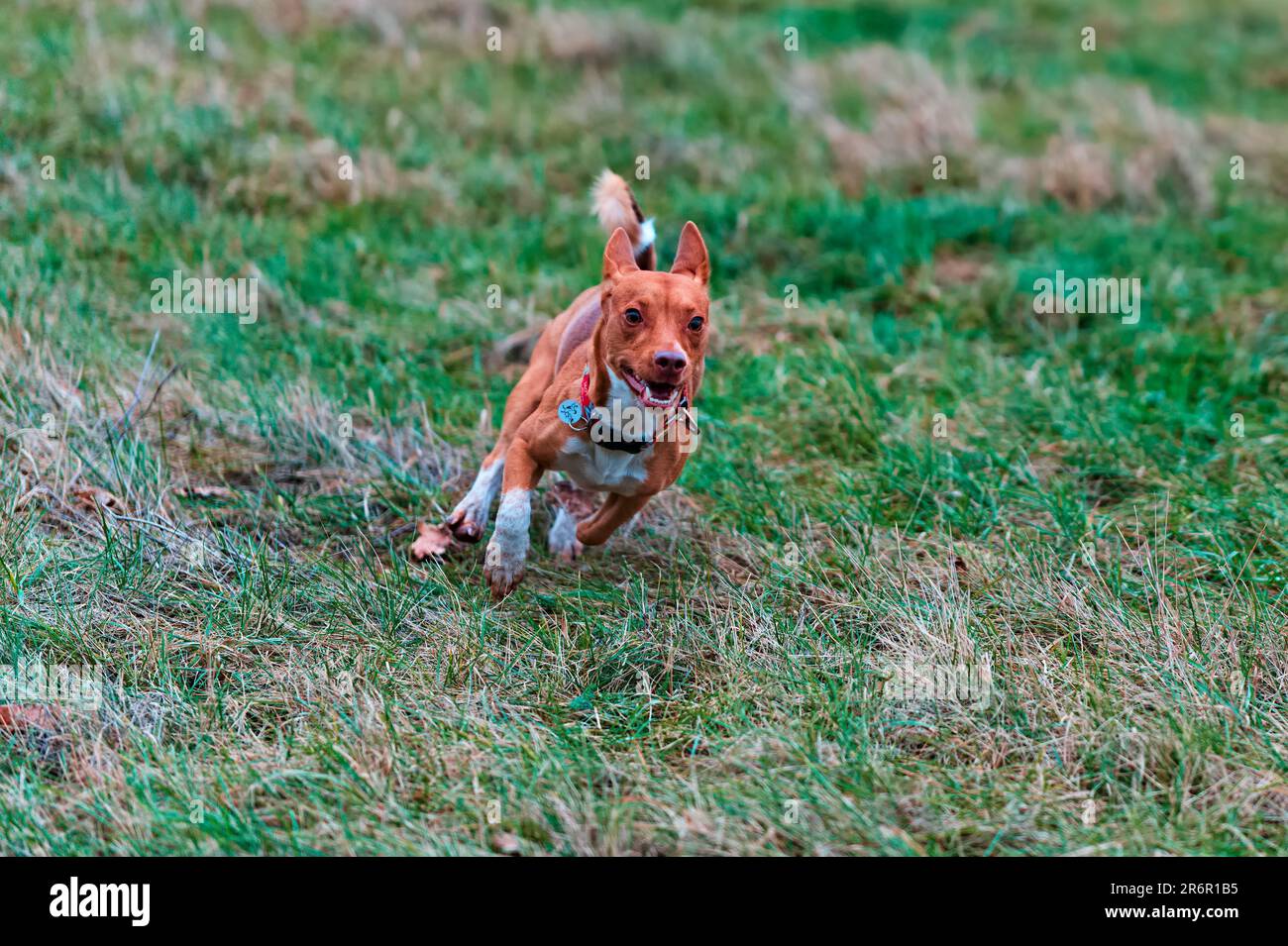Un adorabile canino con un colletto che scorre felicemente su un lussureggiante prato verde in un parco soleggiato Foto Stock