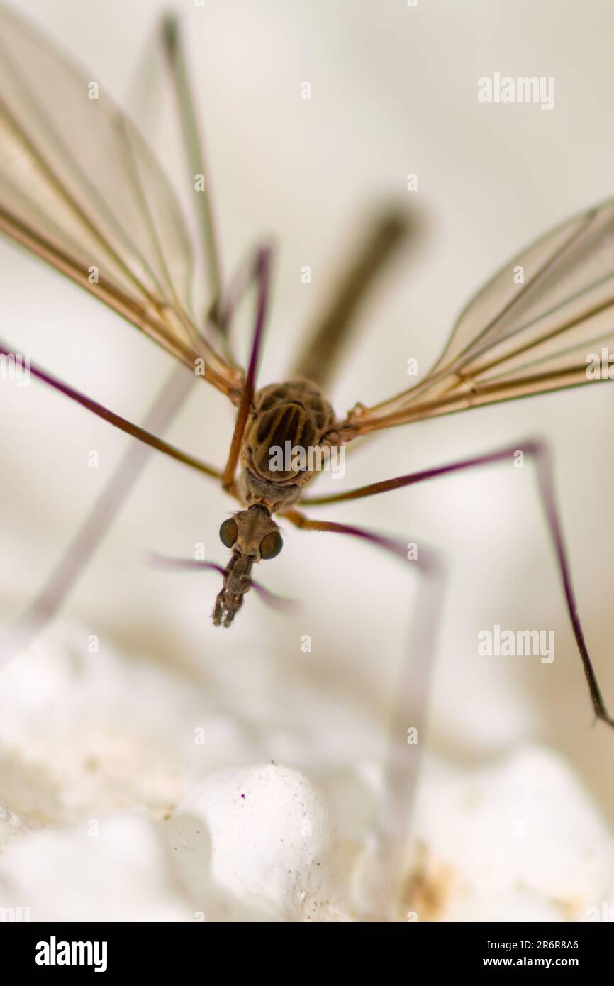 Primo piano di una zanzara su un muro. Fotografia macro. Foto Stock