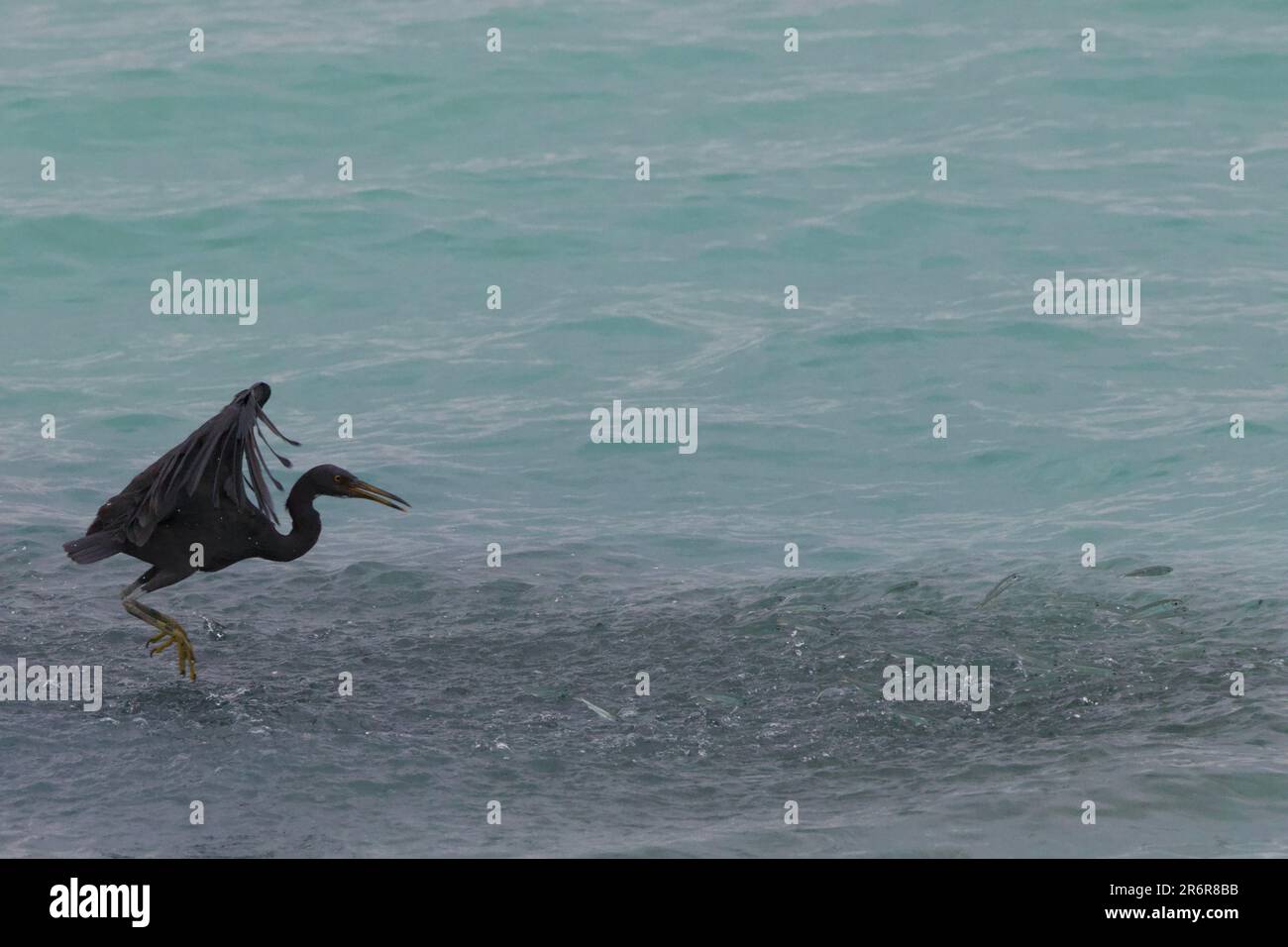 Black Heron Hunting, Thailandia Foto Stock