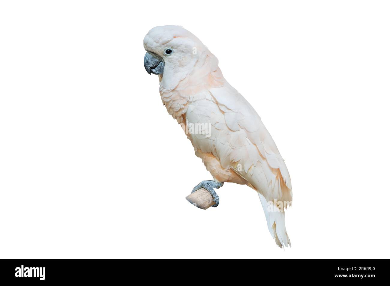 Cockatoo bianco Parakeet bianco appollaiato sul ramo su sfondo bianco isolato Foto Stock