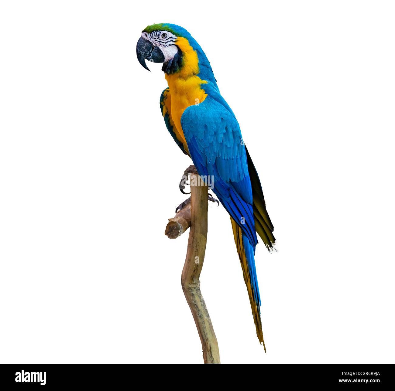 macaw pappagallo pappagallo appollaiato sul ramo su sfondo bianco isolato Foto Stock