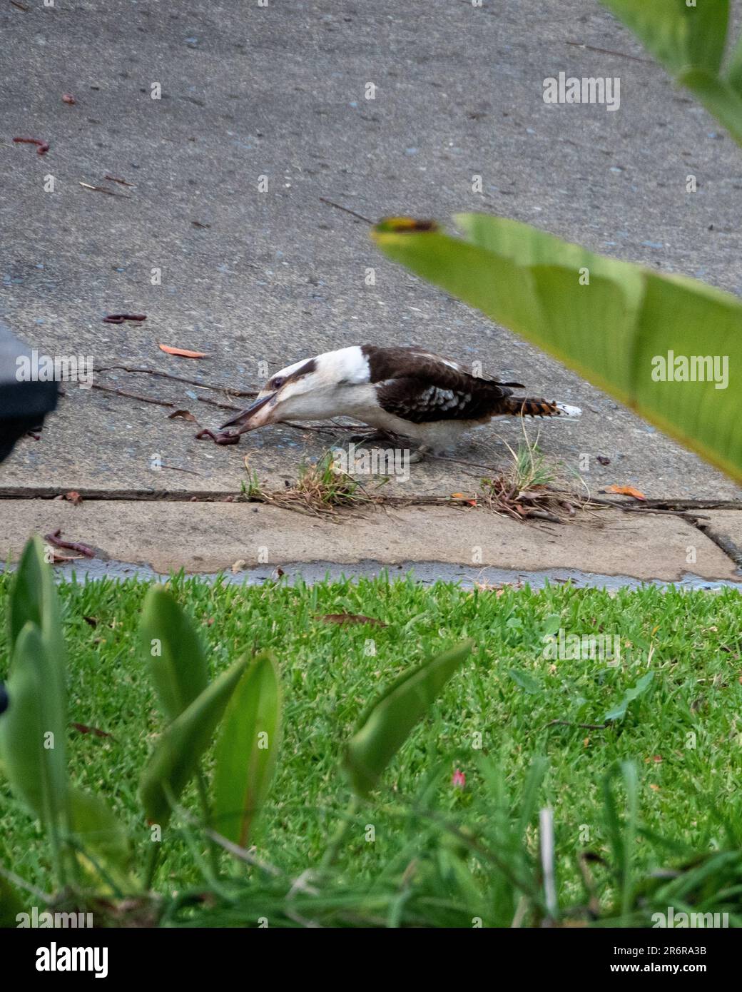 Un kookaburra godendo alcuni vermi piovani post sul vialetto, uccello nativo australiano Foto Stock