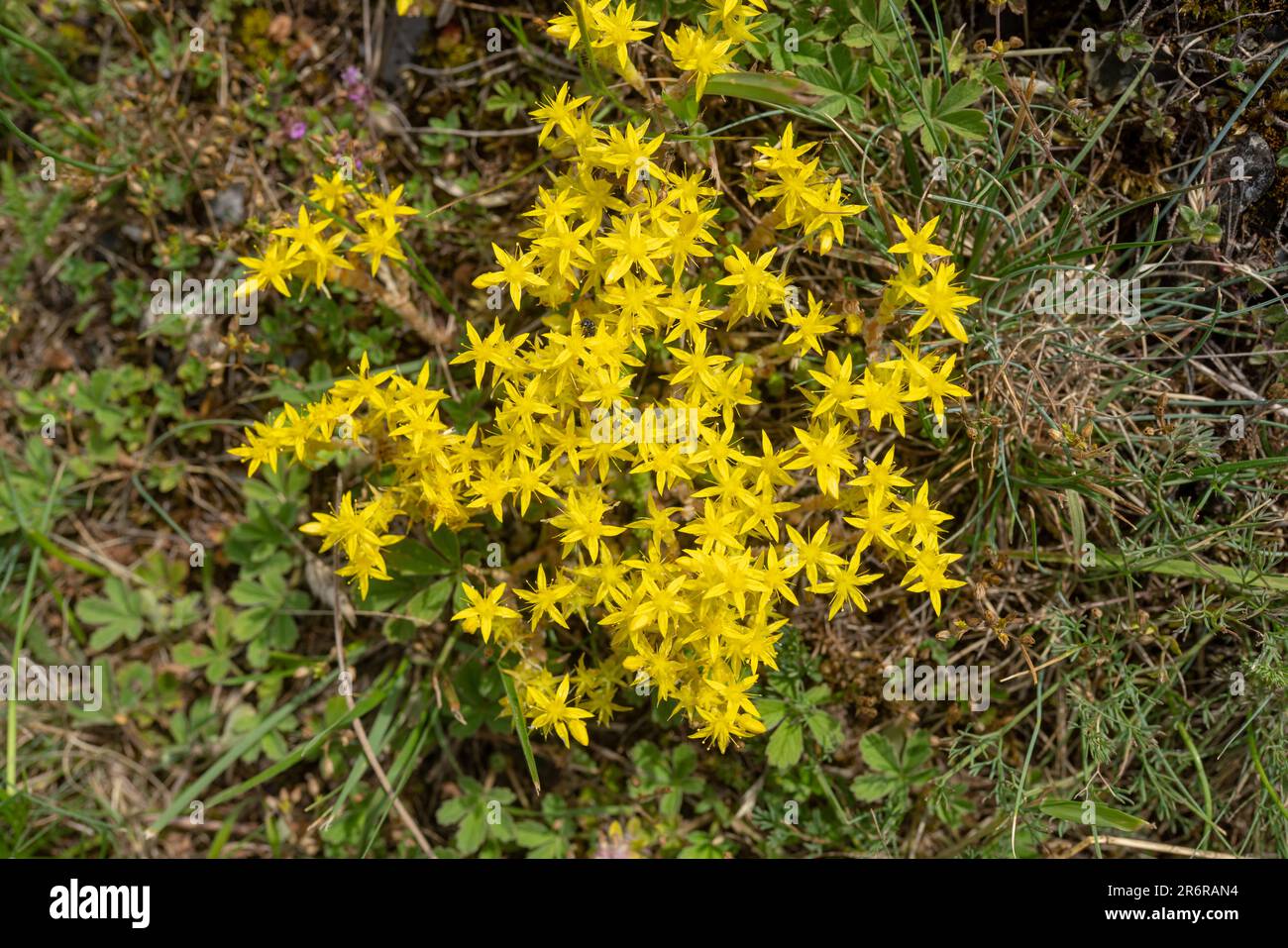 Fioritura Goldmuss Stonecrop (Sedum Acre). Girato in Carso ceco, Praga, Czechia. Foto Stock