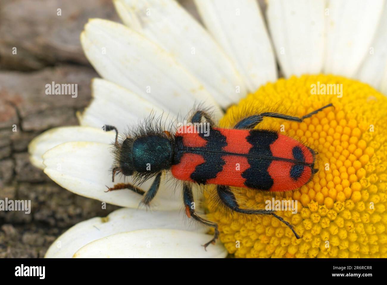 Particolare primo piano sul coloratissimo scarabeo peloso che mangia api rosse, Trichodes alvearius Foto Stock