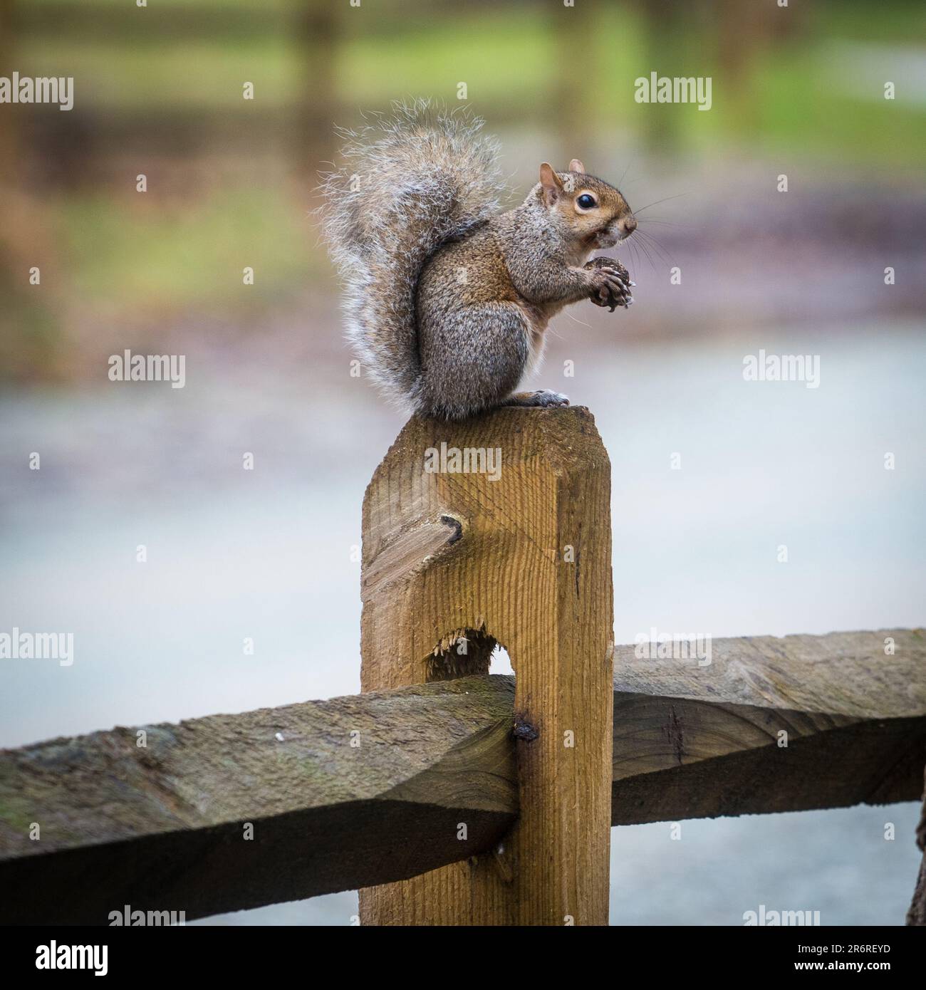 Un adorabile scoiattolo marrone appollaiato in cima a un palo di recinzione in legno, sminuzzando una gustosa noce Foto Stock