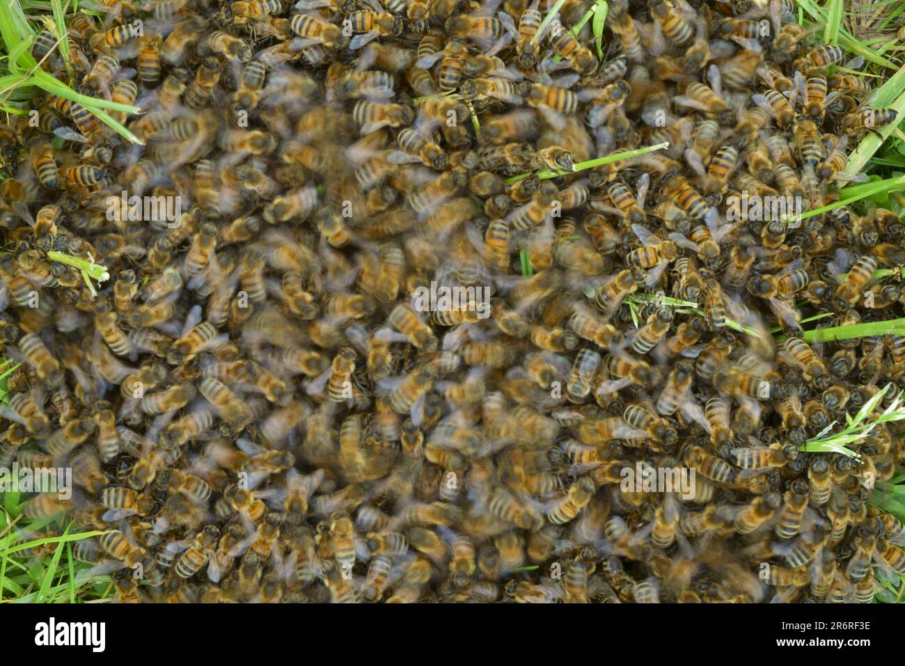 Primo piano di uno sciame di Miele con movimento sfocato. Foto Stock