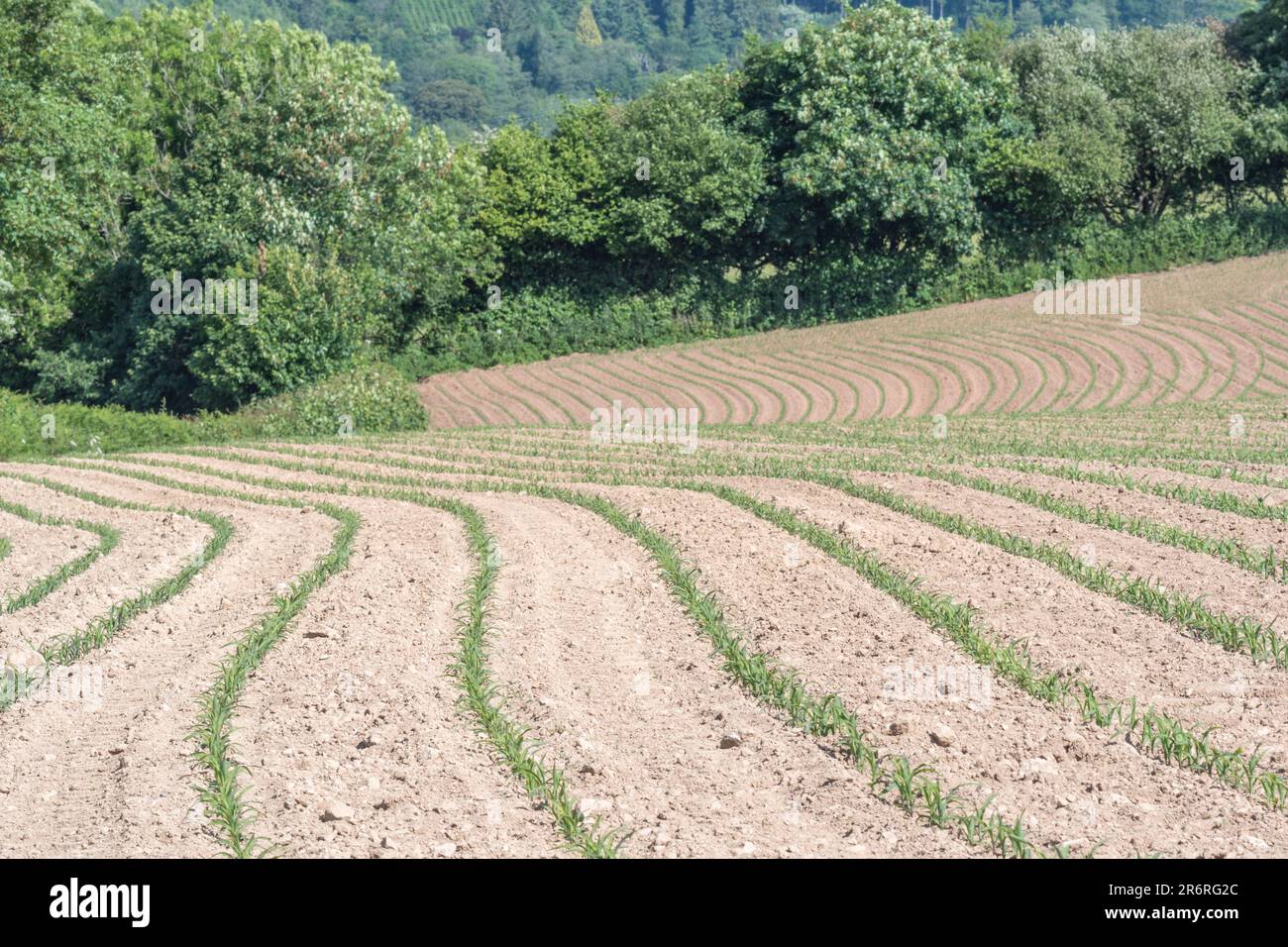 Spiovente campo soleggiato con giovani mais mais / Zea mays piante in crescita a metà giugno. Foto Stock