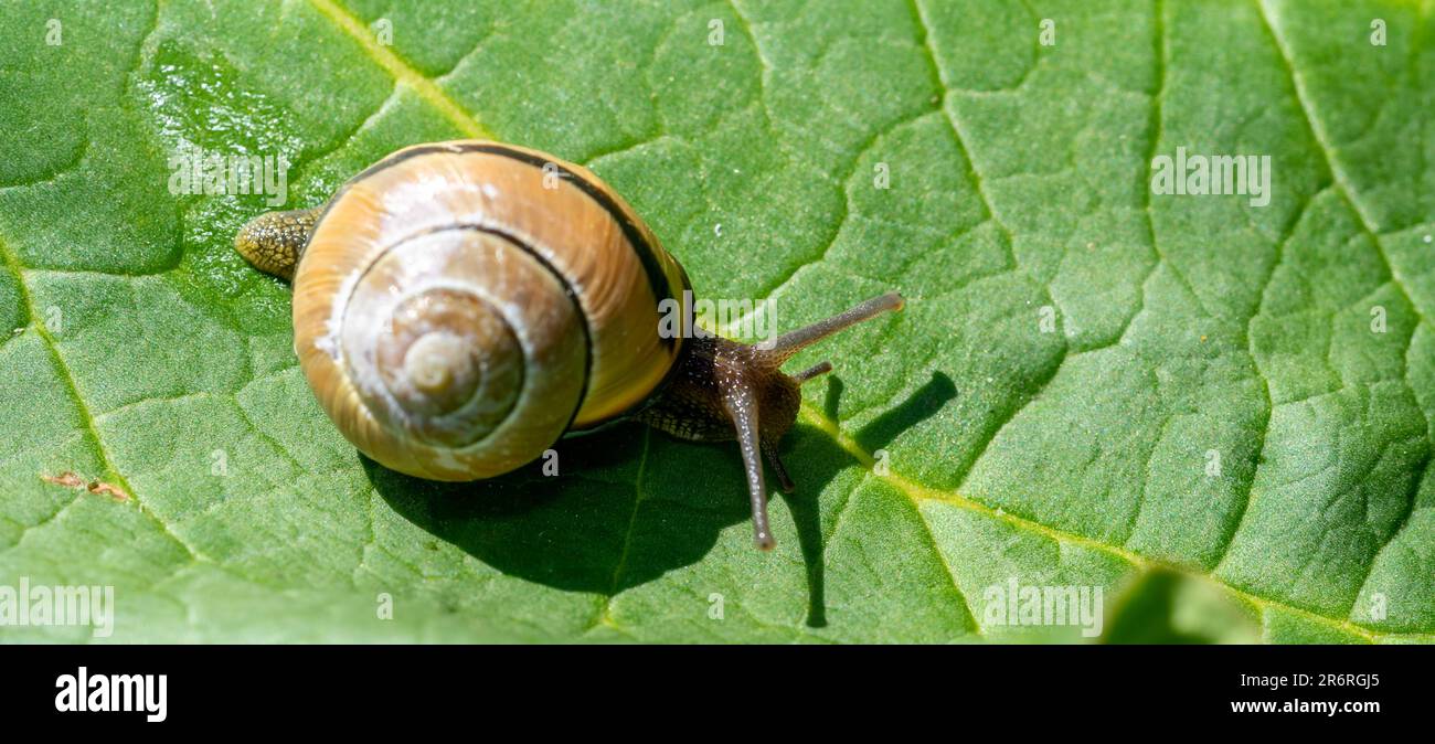 lumaca sulla foglia nel giardino Foto Stock