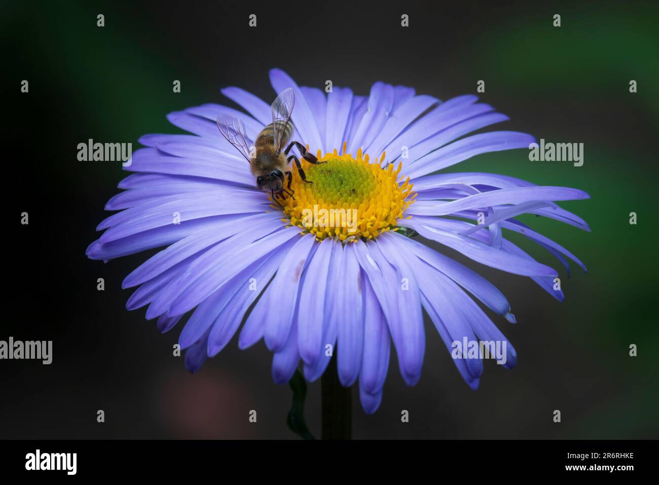 Il polline e il nettare dell'ape del miele sul fiore viola grande Foto Stock