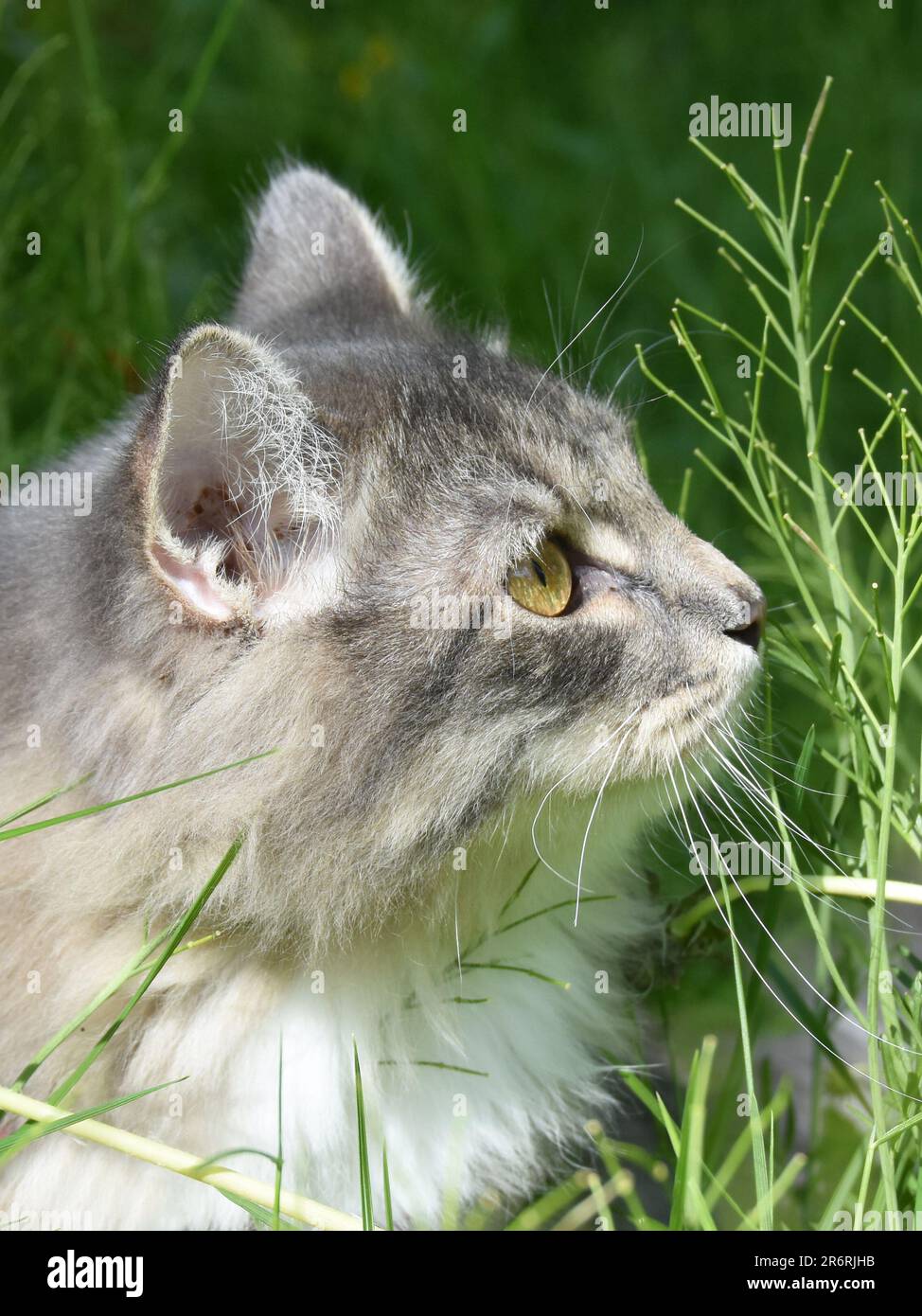 Grigio purebreed gatto siberiano all'aperto in un campo di fiori Foto Stock