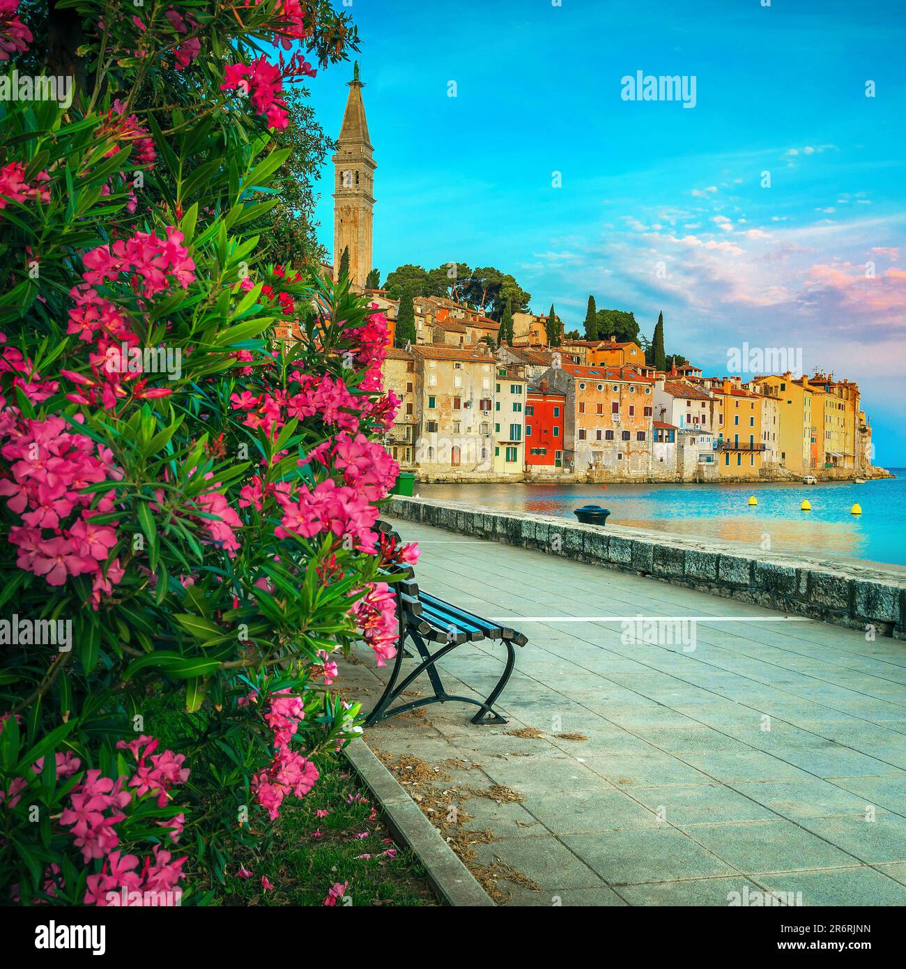 Oleandri in fiore sul lungomare a Rovigno, Istria, Croazia, Europa Foto Stock