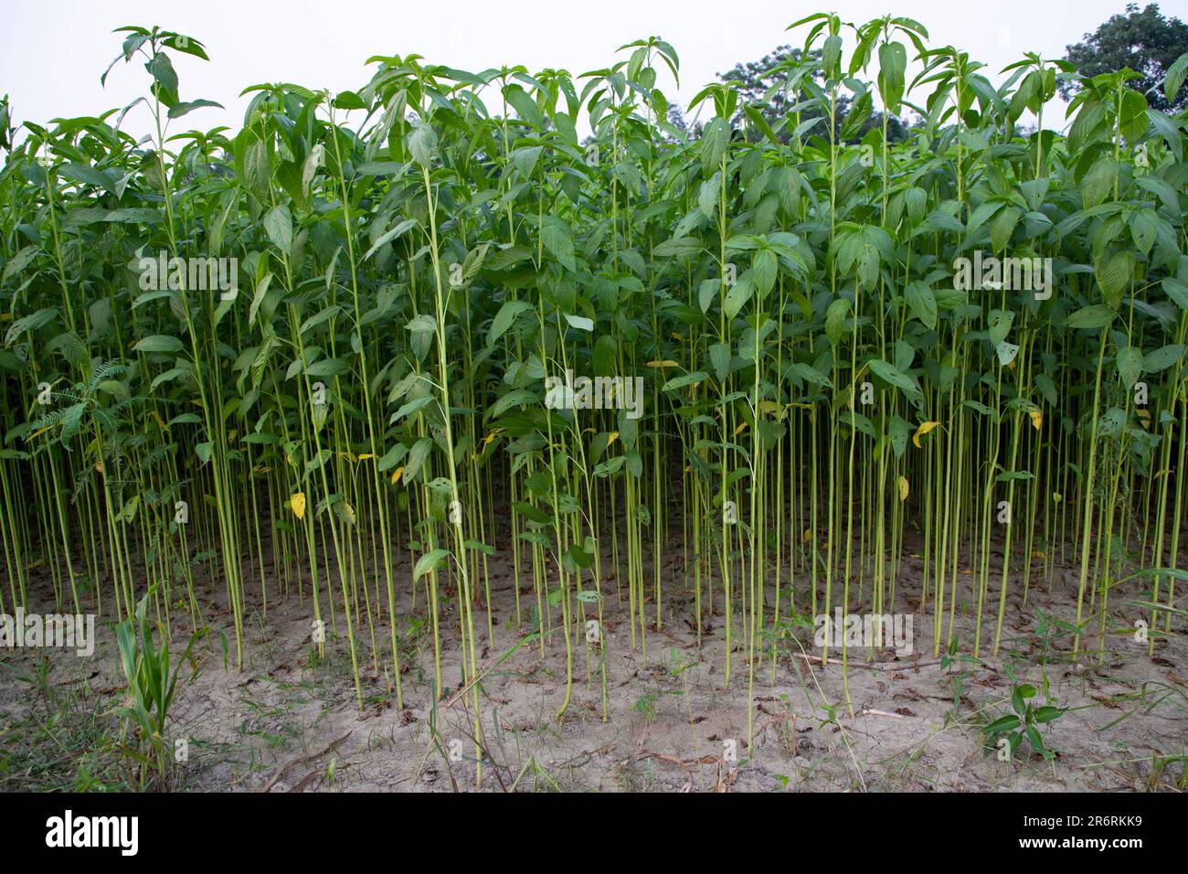 Piante di iuta che crescono in un campo nella campagna del Bangladesh Foto Stock