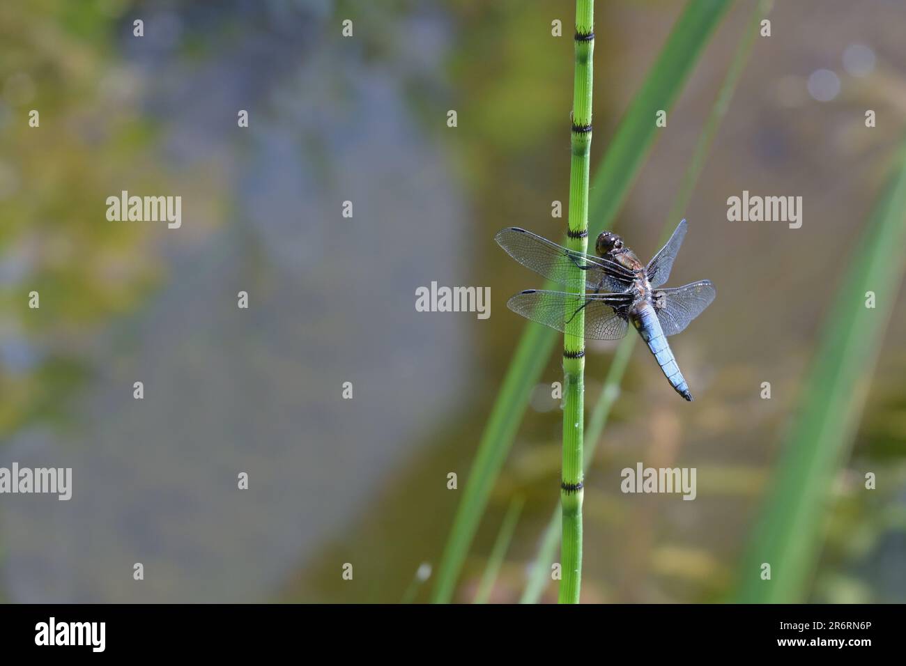 Libellula deprea maschile chaser corposo (Libellula deprea) con addome blu seduto su un gambo di acqua horsetail nel laghetto, spazio copia, focu selezionato Foto Stock