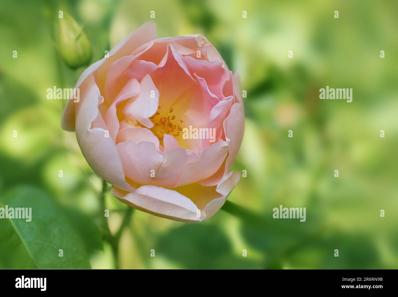 Fiore della rosa inglese Coniston in rosa chiaro e giallo pane di David Austin, sfondo verde sfocato, biglietto d'auguri con spazio copia, selezionato Foto Stock