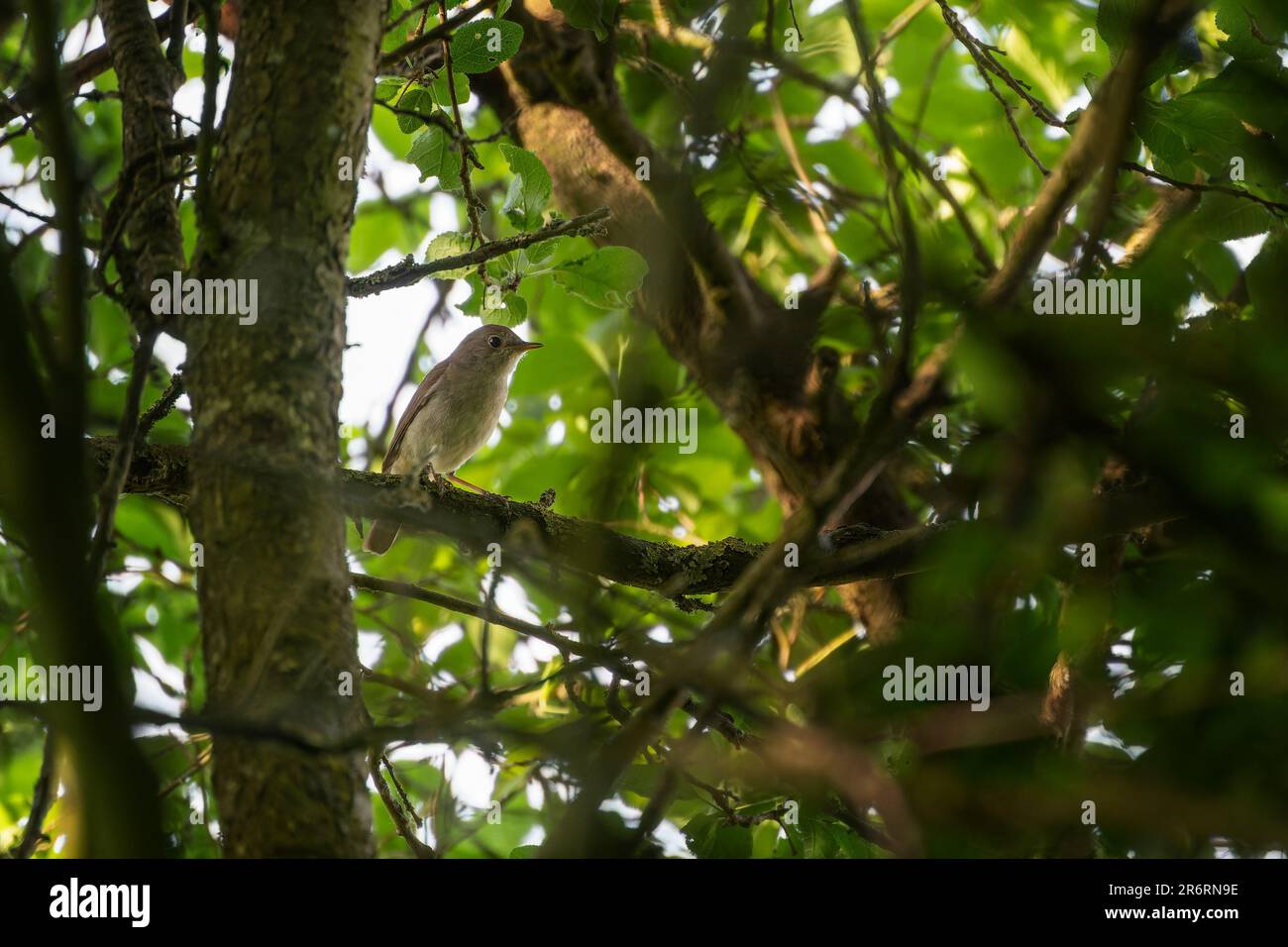 Nightingale (Luscinia megarhynchos), piccolo uccello passerino bruno poco visibile, ben mimetlato nel groviglio di rami di albero, ma famoso per la sua bea Foto Stock