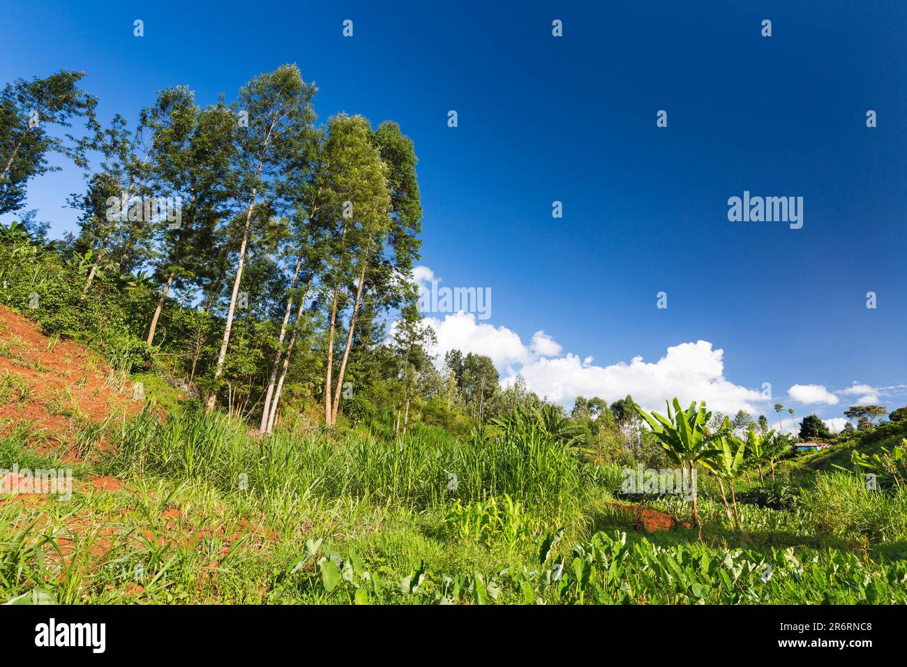 Paesaggio agricolo nelle valli altopiani della Contea di Kiambu a nord di Nairobi in Kenya. Foto Stock