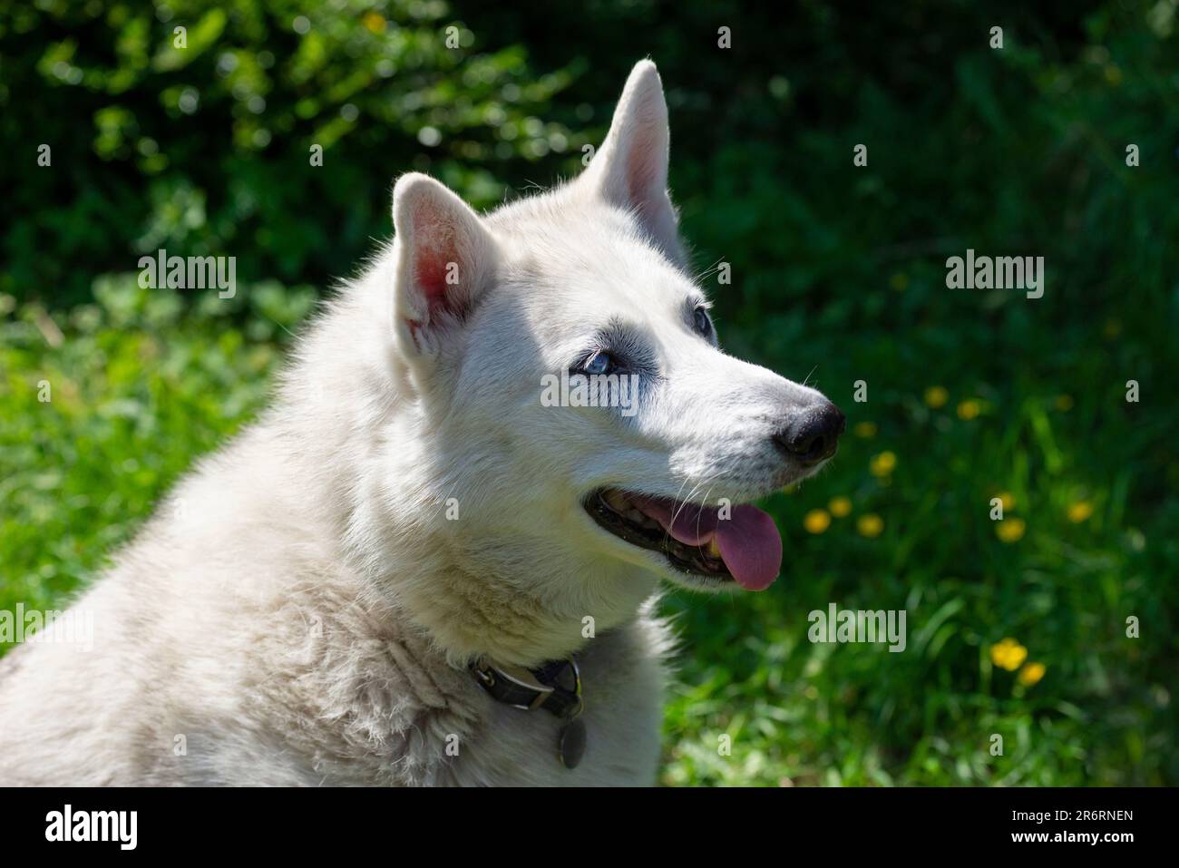 Primo piano di un cane bianco da compagnia all'aperto sotto il sole estivo Foto Stock