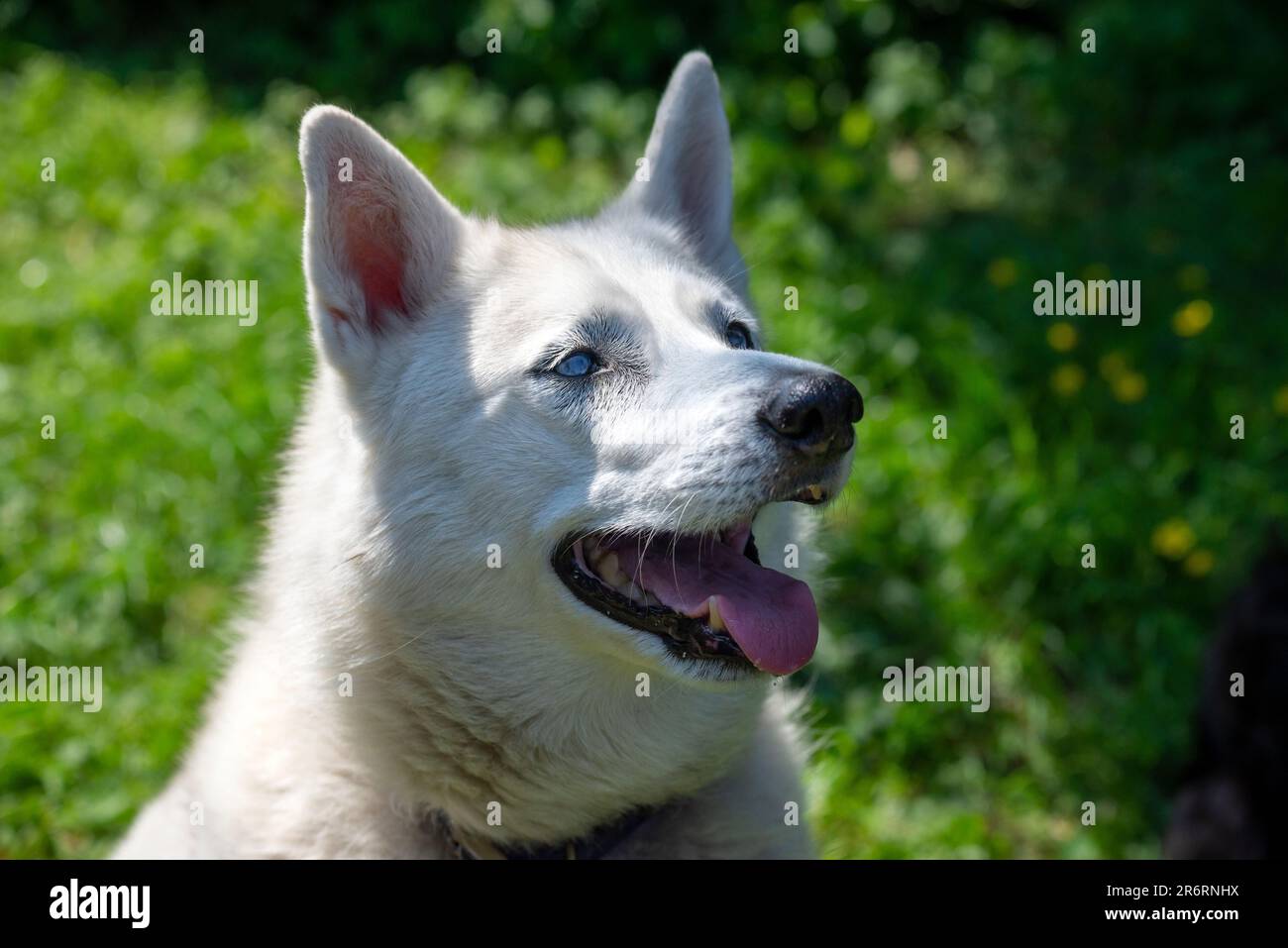 Primo piano di un cane bianco da compagnia all'aperto sotto il sole estivo Foto Stock