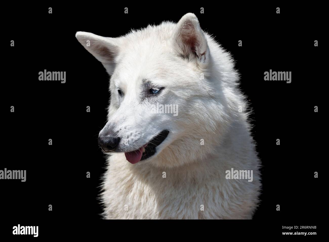 Primo piano di un cane bianco da compagnia all'aperto sotto il sole estivo Foto Stock