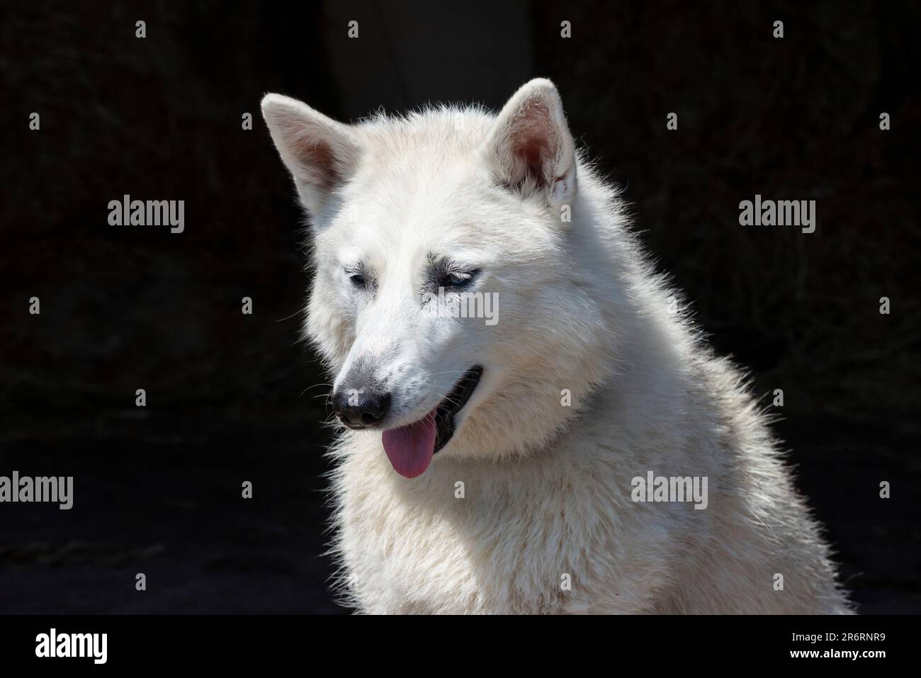 Primo piano di un cane bianco da compagnia all'aperto sotto il sole estivo Foto Stock
