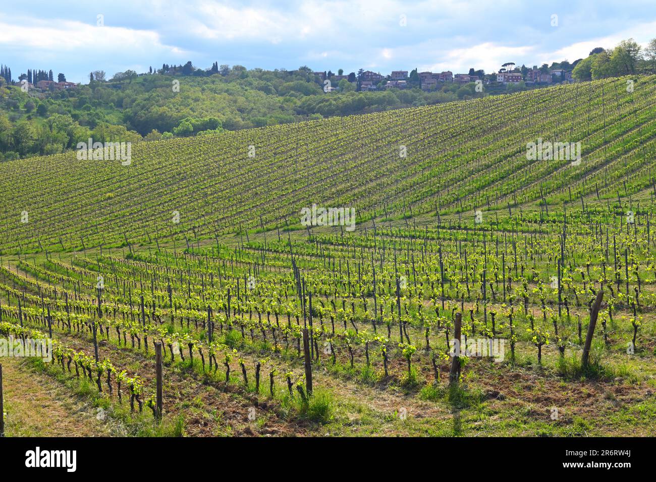 Vigneti primaverili in Toscana, splendida vista sulla campagna italiana. Siena, Italia, Europa Foto Stock