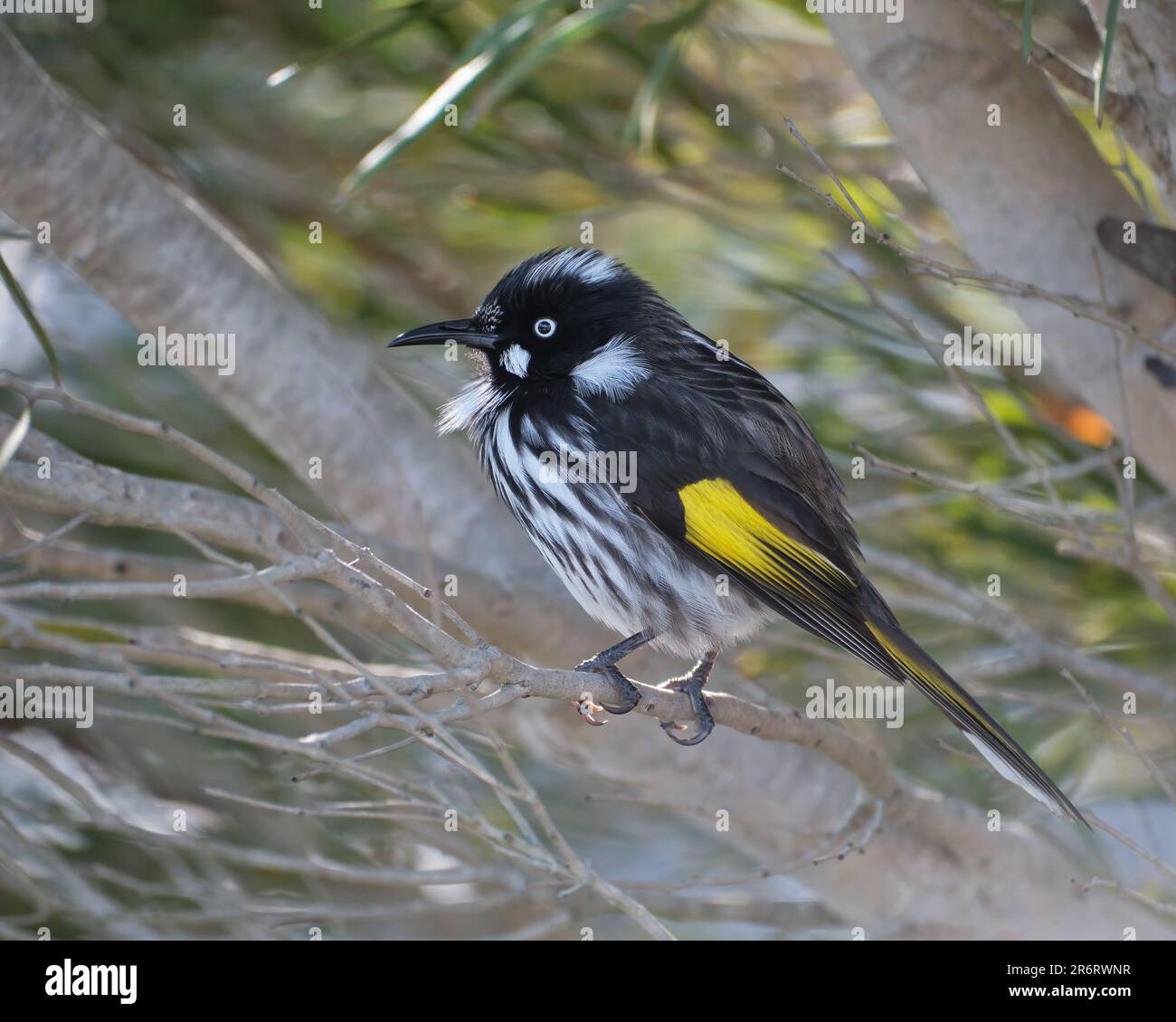 New Holland Honeyeater Foto Stock