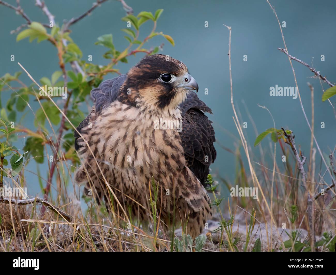 Falco pellegrino giovanile (Falco peregrinus) nel suo ambiente naturale Foto Stock