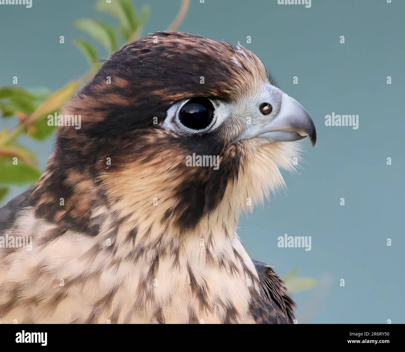 Falco pellegrino giovanile (Falco peregrinus) nel suo ambiente naturale Foto Stock
