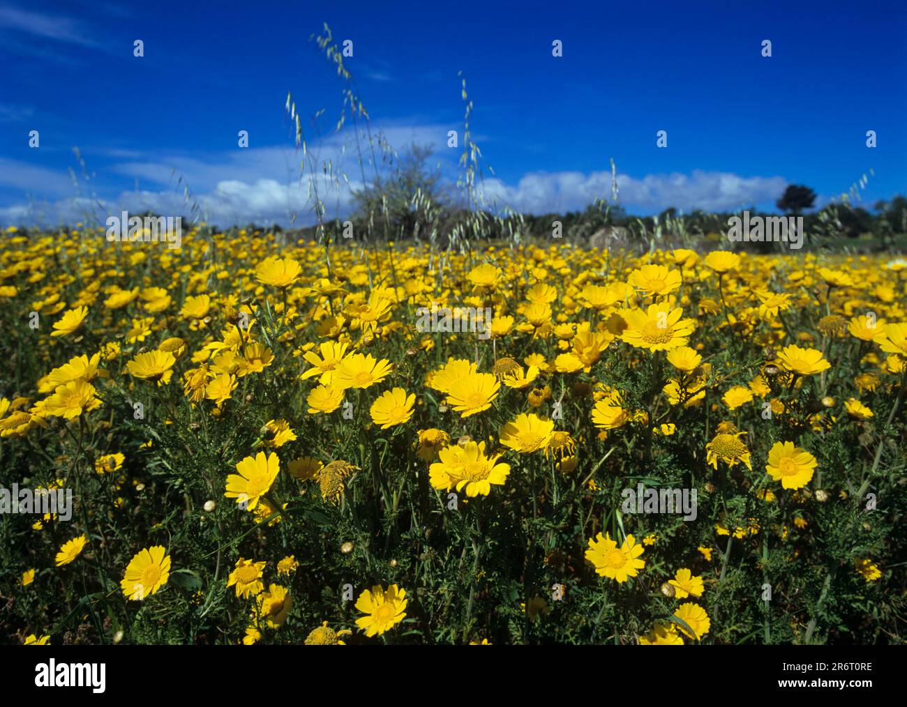 Prato con crownwort Foto Stock