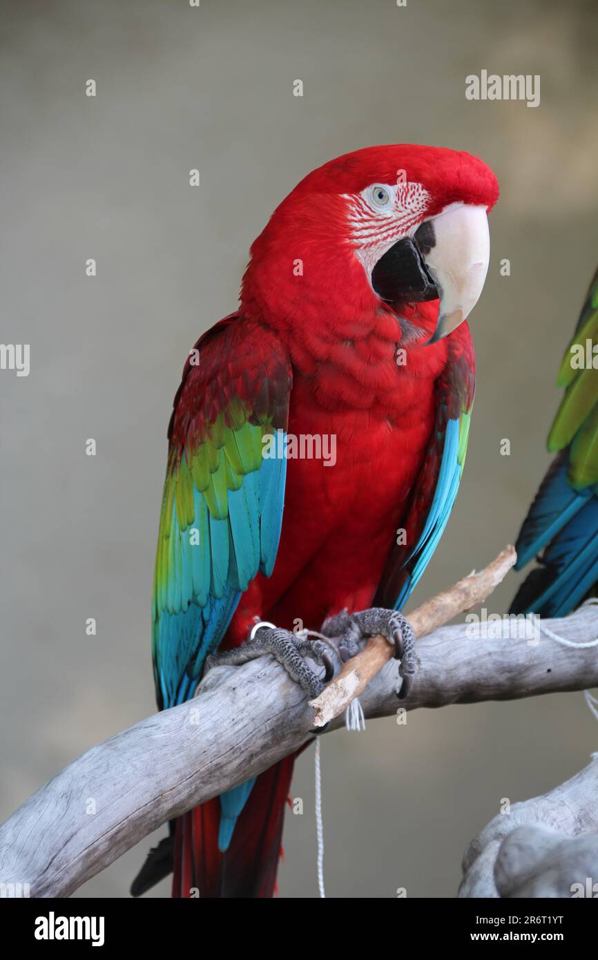 Un macaw scarlatto su un ramo Foto Stock