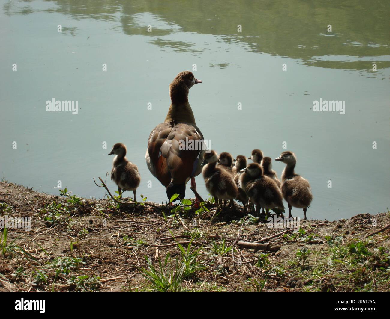 Famiglia delle acque immagini e fotografie stock ad alta risoluzione