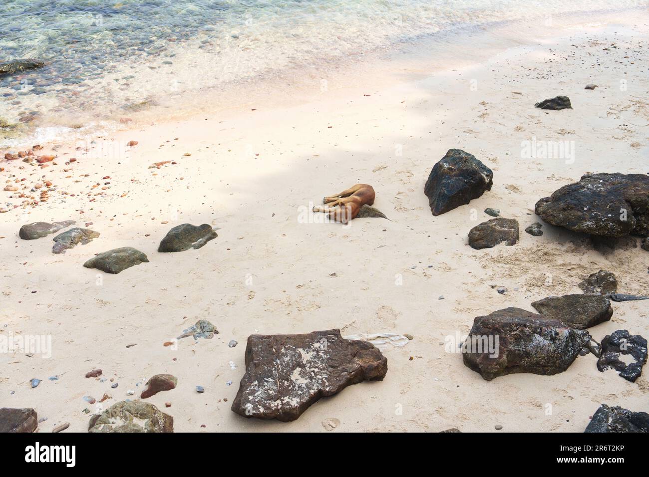 Cane domestico che dorme sulla spiaggia con la pietra al mare tropicale nella giornata di sole Foto Stock