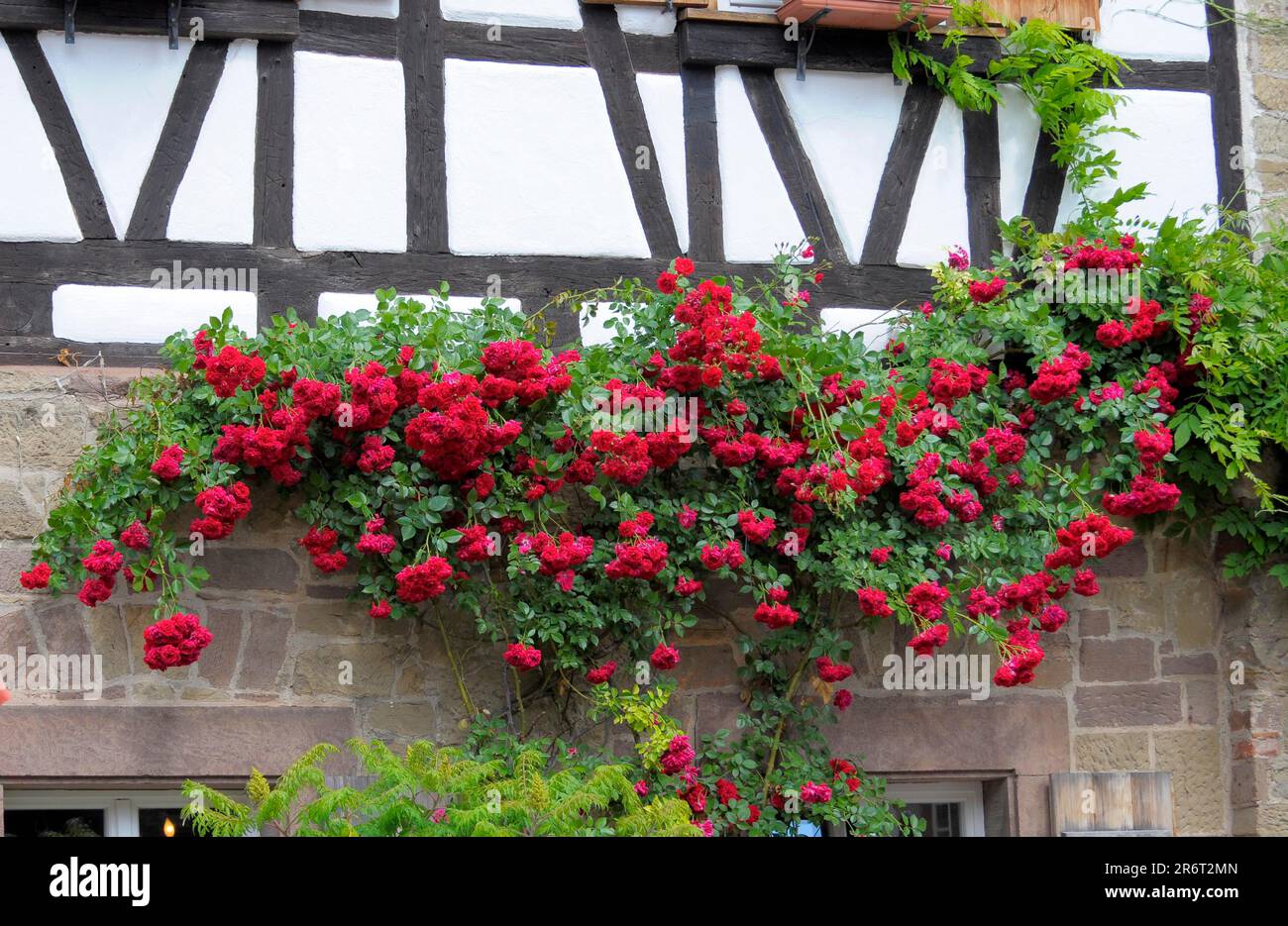 Rose rampicanti rosse, al Monastero di Maulbronn Foto Stock
