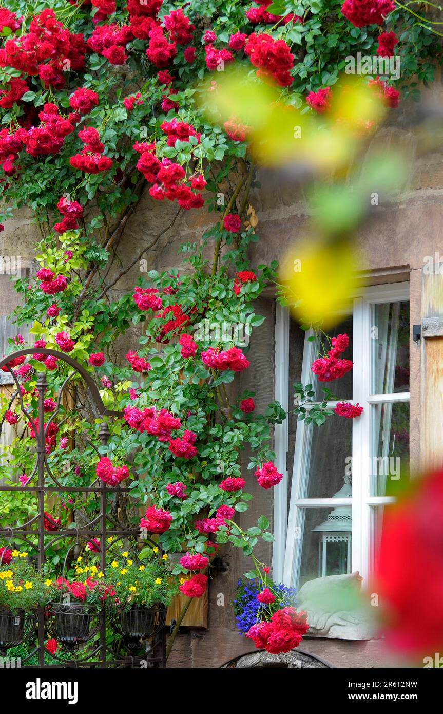 Rose rosse con finestra Foto Stock