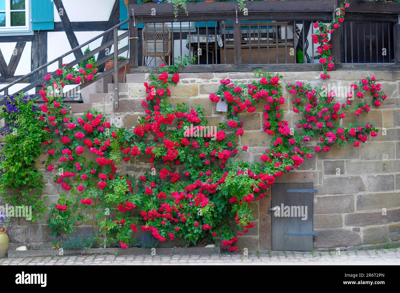 Rose rampicanti rosse, al Monastero di Maulbronn Foto Stock