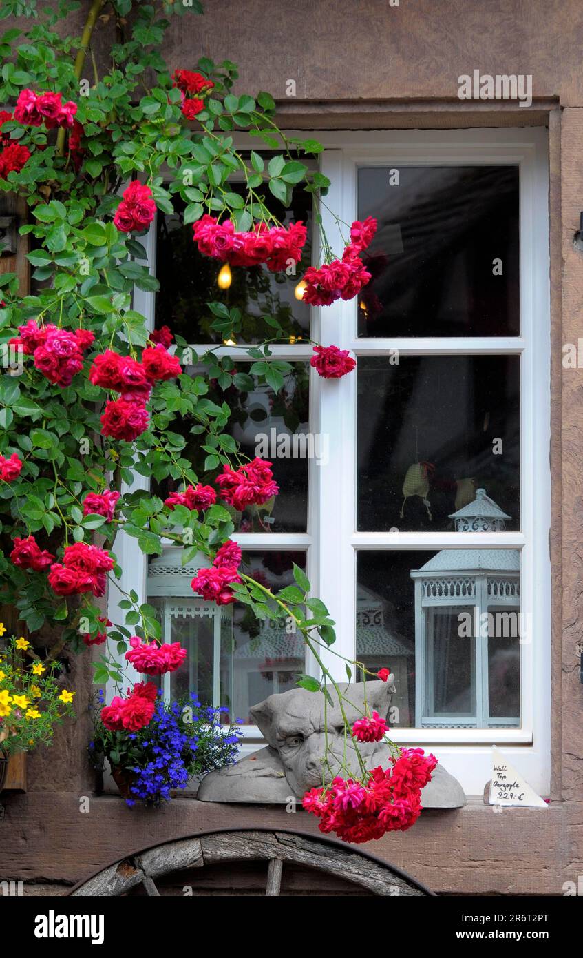 Rose rosse rampicanti alla finestra, nel Monastero di Maulbronn, finestra con lanterne Foto Stock