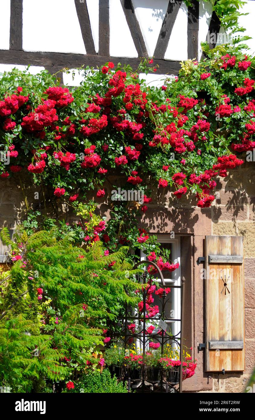 Rose rampicanti rosse al Monastero di Maulbronn Foto Stock